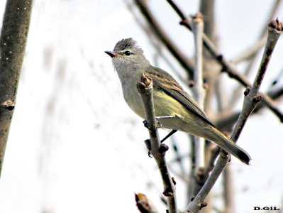 PIOJITO SILBÓN (Camptostoma obsoletum) - Monte en San Carlos-MALDONADO (Mayo 2010)